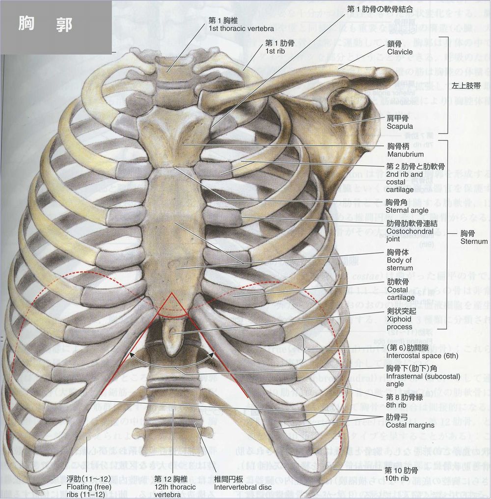 胸部の構造 胸部写真の読み方 太田東こども おとな診療所 こどもとおとなの病気について 気軽に相談できる診療所です