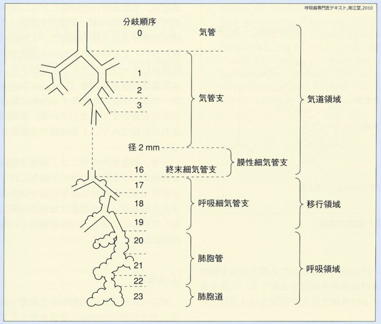 肺の構造(気管から肺胞まで)|胸部写真の読み方|太田東こども&おとな診療所|こどもとおとなの病気について、気軽に相談できる診療所です。