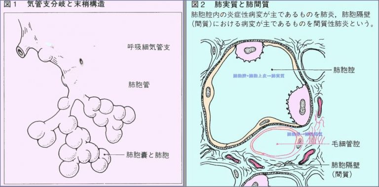 肺の構造(気管から肺胞まで)|胸部写真の読み方|太田東こども&おとな診療所|こどもとおとなの病気について、気軽に相談できる診療所です。