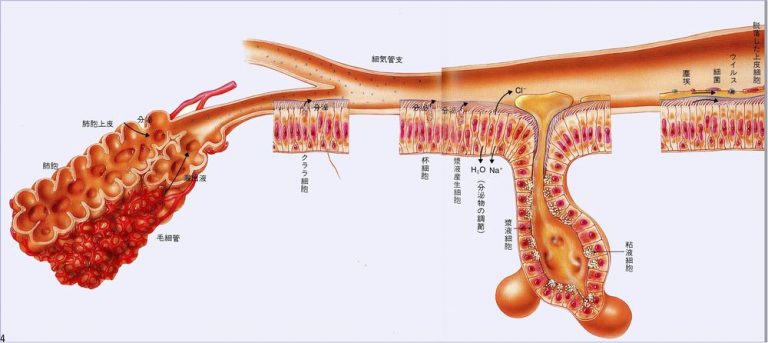 肺の構造(気管から肺胞まで)|胸部写真の読み方|太田東こども&おとな診療所|こどもとおとなの病気について、気軽に相談できる診療所です。
