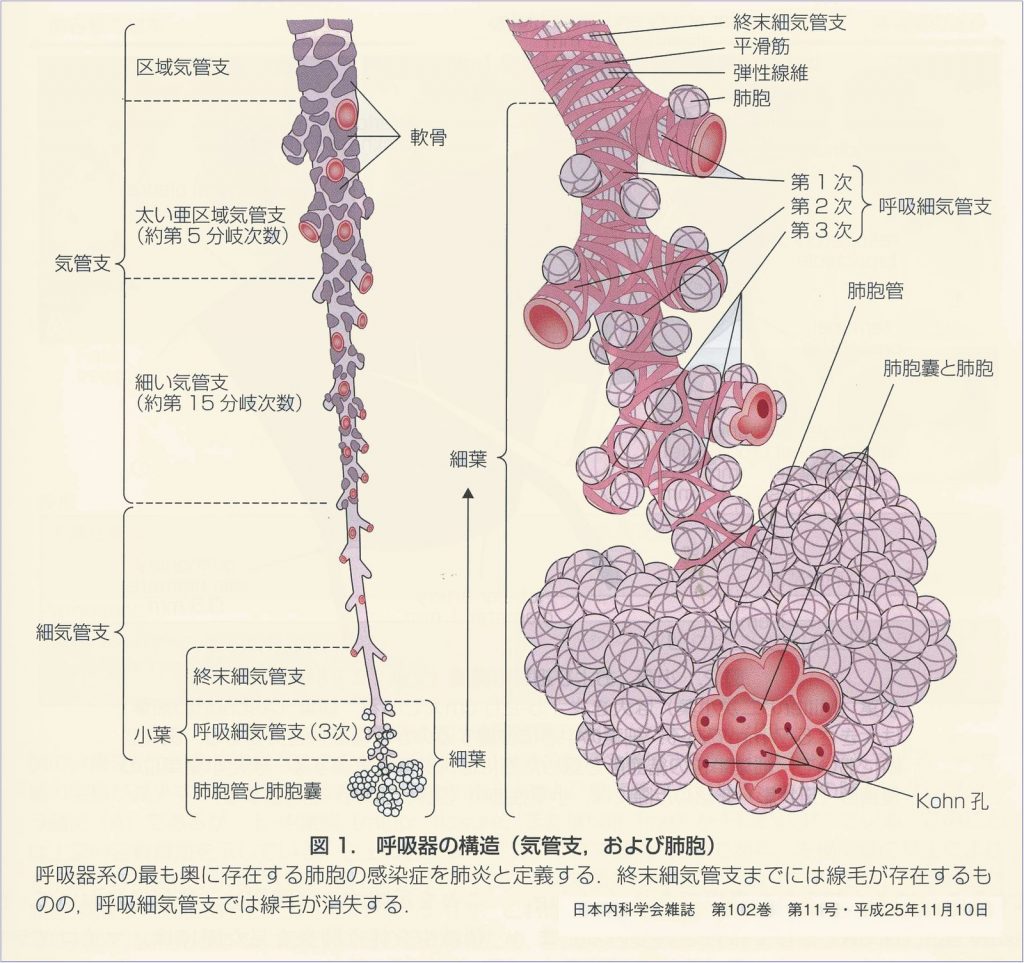  肺の構造（気管から肺胞まで）｜胸部写真の読み方｜太田東こども＆おとな診療所｜こどもとおとなの病気について、気軽に相談できる診療所です。 Illustration 